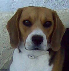 esta es mi amorrrr la amo!!!!, va a acer 3 añitos ya el dia 1 de enero.yo gina estoy como una rosa mi amor de mama ke se llama alba me cuida mogollon y me kiere muxooooooOoO me porto muy bien (cuando kiero) cuando no soy un poko trabiesa pero weno... jejejeje soy un cachorro en grande XDXDXD esta es mi amorrrr la amo!!!!, va a acer 3 añitos ya el dia 1 de enero.yo gina estoy como una rosa mi amor de mama ke se llama alba me cuida mogollon y me kiere muxooooooOoO me porto muy bien (cuando kiero) cuando no soy un poko trabiesa pero weno... jejejeje soy un cachorro en grande XDXDXD